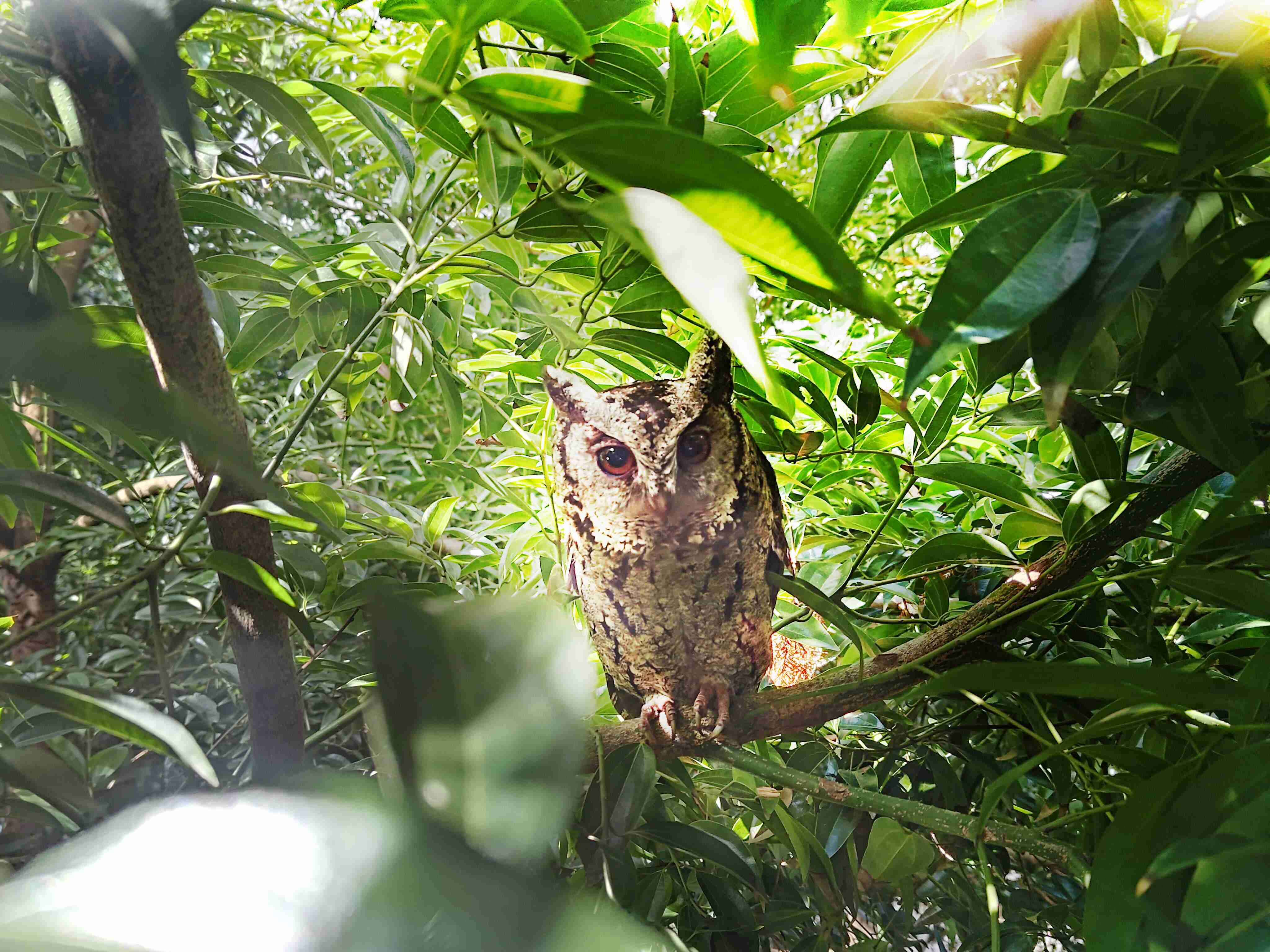 彩神vll致力提倡净零绿生活，，，，16年以来在全球各厂区植树逾百万棵，，，，造就各厂区树木蔚然成林，，，，犹如森林工厂，，，成为许多生物的栖息地